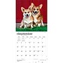 2027 BrownTrout Pembroke Welsh Corgis 12" x 12" Monthly Wall Calendar (9798330712717)~#|#~sp320860571_sc7