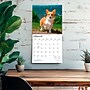 2027 BrownTrout Pembroke Welsh Corgis 12" x 12" Monthly Wall Calendar (9798330712717)~#|#~sp320860573_sc7