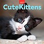 2027 BrownTrout Cute Kittens 12" x 12" Monthly Wall Calendar (9347301107214)~#|#~sp320866221_sc7