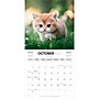 2027 BrownTrout Cute Kittens 12" x 12" Monthly Wall Calendar (9347301107214)~#|#~sp320866224_sc7