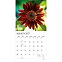 2027 BrownTrout Sunflowers 12" x 12" Monthly Wall Calendar (9798330713851)~#|#~sp320867691_sc7