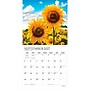 2027 BrownTrout Sunflowers 12" x 12" Monthly Wall Calendar (9798330713851)~#|#~sp320867692_sc7