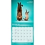 2027 BrownTrout Yoga Cats Together 12" x 12" Monthly Wall Calendar (9798330713516)~#|#~sp320868254_sc7