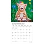 2027 BrownTrout Kitten Cuddles 12" x 12" Monthly Wall Calendar (9798330713721)~#|#~sp320869422_sc7