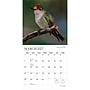2027 BrownTrout Hummingbirds 12" x 12" Monthly Wall Calendar (9798330713684)~#|#~sp320869516_sc7