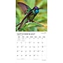 2027 BrownTrout Hummingbirds 12" x 12" Monthly Wall Calendar (9798330713684)~#|#~sp320869535_sc7