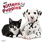 2027 BrownTrout Kittens & Puppies 12" x 12" Monthly Wall Calendar (9798330713738)~#|#~sp320871405_sc7
