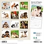 2027 BrownTrout Kittens & Puppies 12" x 12" Monthly Wall Calendar (9798330713738)~#|#~sp320871406_sc7
