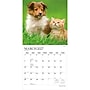 2027 BrownTrout Kittens & Puppies 12" x 12" Monthly Wall Calendar (9798330713738)~#|#~sp320871408_sc7