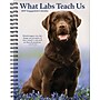 2027 Willow Creek What Labs Teach Us 6.5" x 8.5" Weekly & Monthly Desk Calendar (64481)~#|#~sp321568807_sc7