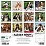 2027 Willow Creek Basset Hound Puppies 12" x 12" Monthly Wall Calendar, Assorted Colors (59036)~#|#~sp321966843_sc7