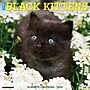 2027 Willow Creek Black Kittens 12" x 12" Monthly Wall Calendar, Assorted Colors (59258)~#|#~sp321969200_sc7
