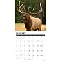 2027 Willow Creek Bull Elk 12" x 12" Monthly Wall Calendar, Assorted Colors (59357)~#|#~sp322035756_sc7