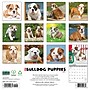 2027 Willow Creek Bulldog Puppies 12" x 12" Monthly Wall Calendar, Assorted Colors (59371)~#|#~sp322035763_sc7