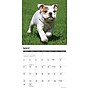 2027 Willow Creek Bulldog Puppies 12" x 12" Monthly Wall Calendar, Assorted Colors (59371)~#|#~sp322035764_sc7