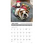 2027 Willow Creek Bulldog Bad Boys 12" x 12" Monthly Wall Calendar, Assorted Colors (59364)~#|#~sp322035770_sc7