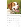 2027 Willow Creek Just Brittanys 12" x 12" Monthly Wall Calendar, Assorted Colors (59333)~#|#~sp322035786_sc7