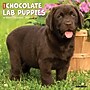 2027 Willow Creek Chocolate Lab Puppies 12" x 12" Monthly Wall Calendar (59685)~#|#~sp322163705_sc7