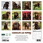 2027 Willow Creek Chocolate Lab Puppies 12" x 12" Monthly Wall Calendar (59685)~#|#~sp322163706_sc7