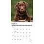 2027 Willow Creek Chocolate Lab Puppies 12" x 12" Monthly Wall Calendar (59685)~#|#~sp322163707_sc7