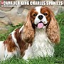 2027 Willow Creek Cavalier King Charles Spaniels  12" x 12" Monthly Wall Calendar (59623)~#|#~sp322163814_sc7