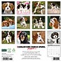 2027 Willow Creek Cavalier King Charles Spaniel Puppies  12" x 12" Monthly Wall Calendar (59616)~#|#~sp322163827_sc7