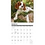 2027 Willow Creek Cavalier King Charles Spaniel Puppies  12" x 12" Monthly Wall Calendar (59616)~#|#~sp322163828_sc7