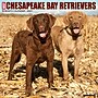 2027 Willow Creek Chesapeake Bay Retrievers 12" x 12" Monthly Wall Calendar (59630)~#|#~sp322163840_sc7