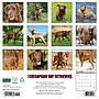 2027 Willow Creek Chesapeake Bay Retrievers 12" x 12" Monthly Wall Calendar (59630)~#|#~sp322163841_sc7
