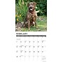 2027 Willow Creek Chesapeake Bay Retrievers 12" x 12" Monthly Wall Calendar (59630)~#|#~sp322163842_sc7