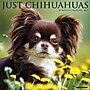 2027 Willow Creek Chihuahuas  12" x 12" Monthly Wall Calendar (59661)~#|#~sp322163855_sc7