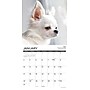 2027 Willow Creek Chihuahua Rules 12" x 12" Monthly Wall Calendar (59654)~#|#~sp322163864_sc7