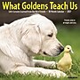 2027 Willow Creek What Goldens Teach Us 12" x 12" Monthly Wall Calendar, Assorted Colors (62913)~#|#~sp322367369_sc7