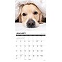 2027 Willow Creek What Goldens Teach Us 12" x 12" Monthly Wall Calendar, Assorted Colors (62913)~#|#~sp322367371_sc7