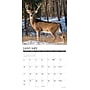 2027 Willow Creek Whitetail Monarchs 12" x 12" Monthly Wall Calendar, Assorted Colors (62975)~#|#~sp322367445_sc7