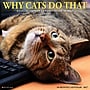 2027 Willow Creek Why Cats Do That 12" x 12" Monthly Wall Calendar, Assorted Colors (62982)~#|#~sp322367463_sc7