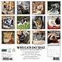 2027 Willow Creek Why Cats Do That 12" x 12" Monthly Wall Calendar, Assorted Colors (62982)~#|#~sp322367464_sc7