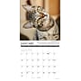 2027 Willow Creek Why Cats Do That 12" x 12" Monthly Wall Calendar, Assorted Colors (62982)~#|#~sp322367465_sc7