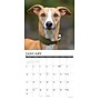 2027 Willow Creek Whippets 12" x 12" Monthly Wall Calendar, Assorted Colors (62968)~#|#~sp322367487_sc7