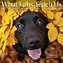 2027 Willow Creek What Labs Teach Us 12" x 12" Monthly Wall Calendar, Assorted Colors (62944)~#|#~sp322367497_sc7