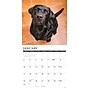 2027 Willow Creek What Labs Teach Us 12" x 12" Monthly Wall Calendar, Assorted Colors (62944)~#|#~sp322367499_sc7