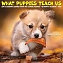 2027 Willow Creek What Puppies Teach Us 12" x 12" Monthly Wall Calendar, Assorted Colors (62951)~#|#~sp322367515_sc7