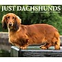 2027 Willow Creek Dachshunds 6.2" x 5.4" Daily Day-to-Day Calendar, Assorted Colors (63385)~#|#~sp322892147_sc7