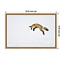 Amanti Art Red Fox in Snow by Deborah Winchester Danita Delimont Framed Canvas Wall Art Print, 23"W x 16"H (A42675339712)~#|#~sp324385590_sc7