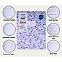 2026-2028 See It Bigger 8.5" x 11" Calendar Year Monthly Standard Planner, Paperboard Cover, Blue Floral (90831)~#|#~sp325131276_sc7