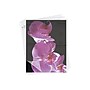 Fellowes Premium ImageLast Thermal Laminating Pouches, Letter Size, 3 Mil, 150/Pack (5200509)~#|#~sp42193417_sc7