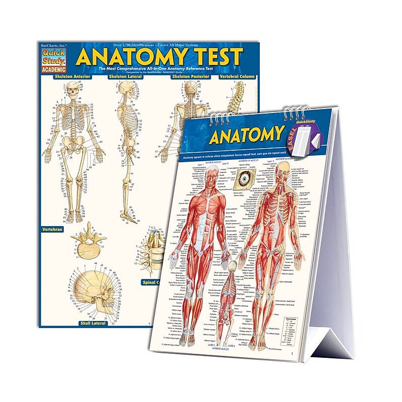 BarCharts, Inc. QuickStudy® Anatomy Easel Reference Set (2498001) image 1