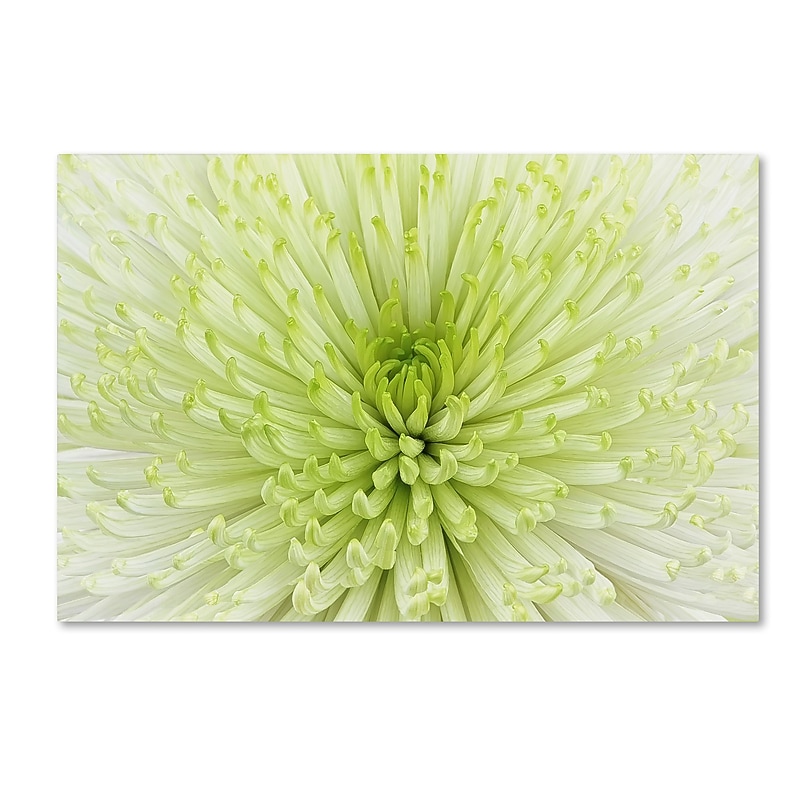 Trademark Fine Art Cora Niele 'Lime Light Spider Mum' 12" x 19" Canvas Stretched (190836258062) image 1