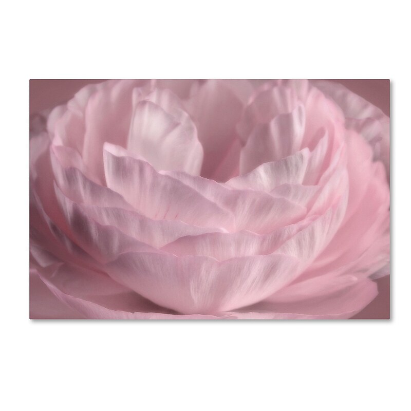 Trademark Fine Art Cora Niele 'Persian Pink Petals' 16" x 24" Canvas Stretched (190836306596) image 1