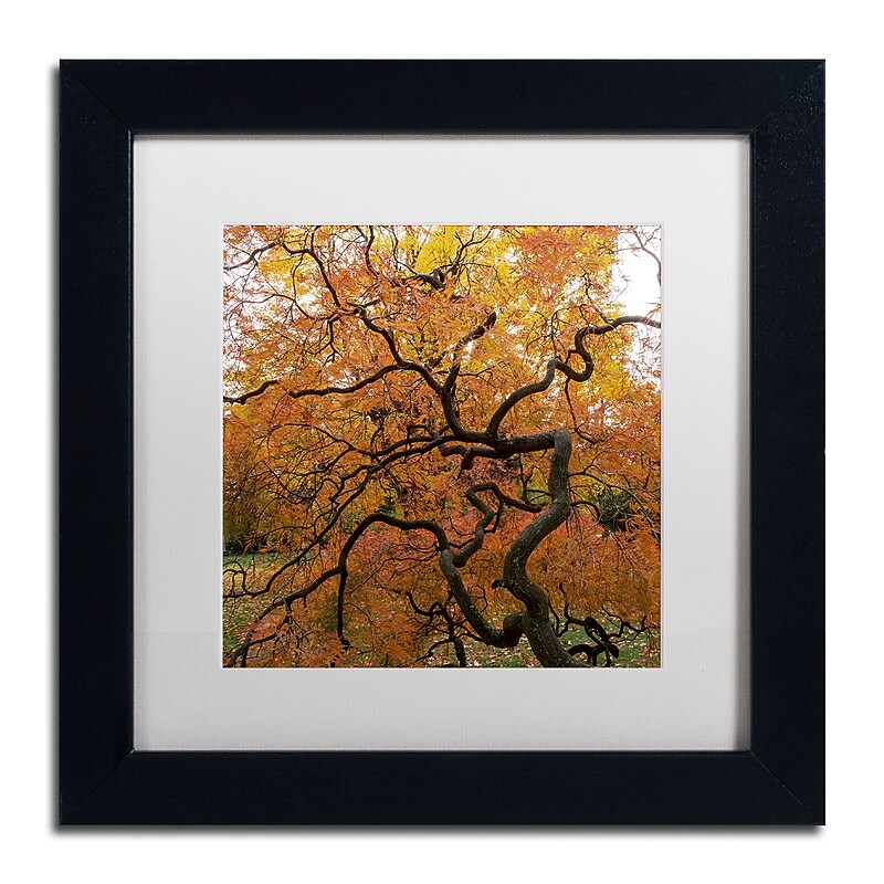 Trademark Fine Art Kurt Shaffer 'October Japanese Maple' 11" x 11" Matted Framed Art Print (886511965157) image 1